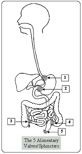 gallbladder anatomy diagram. Anatomy of Shankaprakshalana